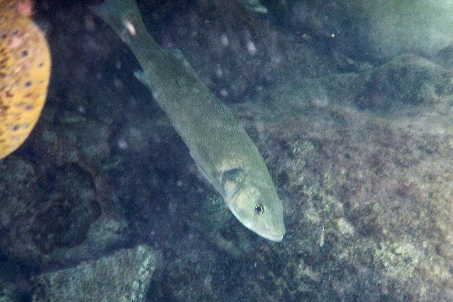 Branzino Dicentrarchus labrax ?